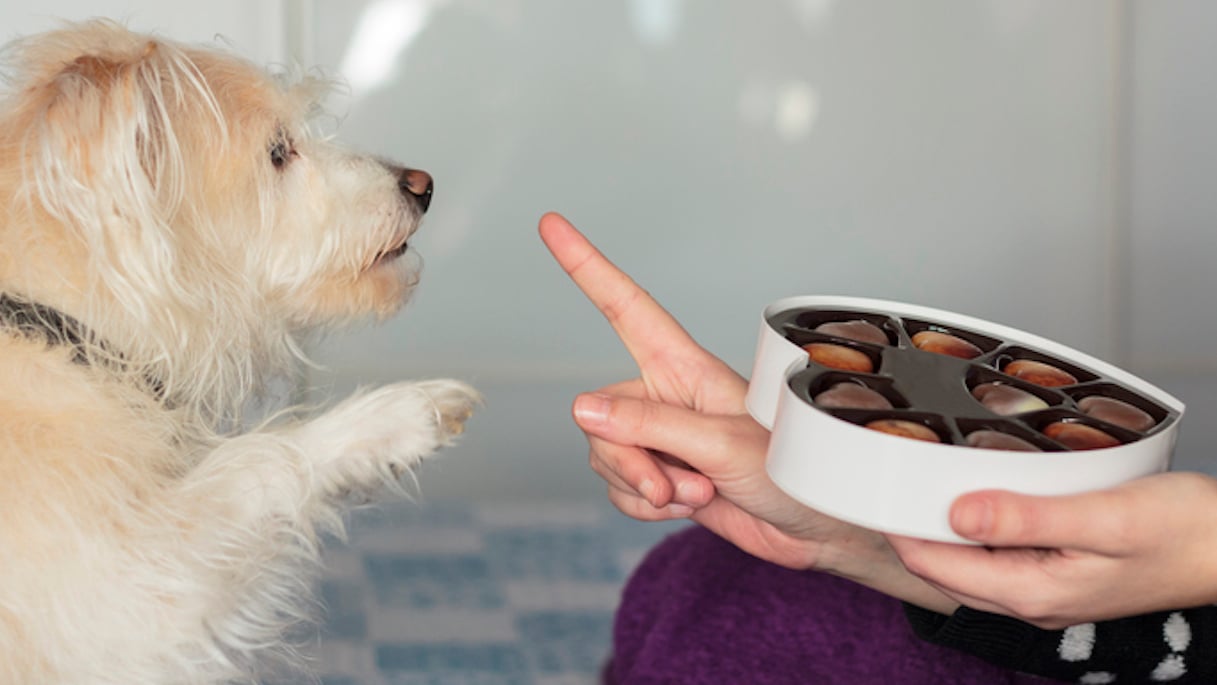 Un chien qui réclame du chocolat