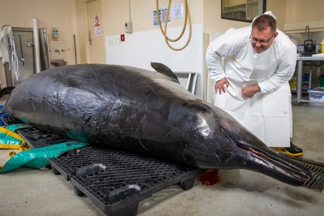 La baleine à bec de Travers