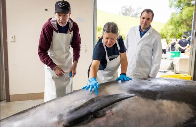 Photo montrant la dissection de la baleine à bec de Travers