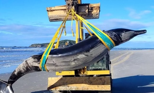 La baleine à bec de Travers retrouvée échouée sur la plage 