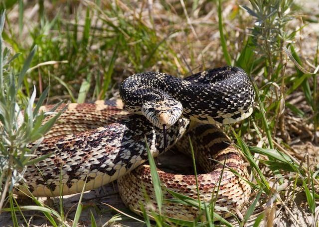 Un serpent taureau camouflé dans l'herbe