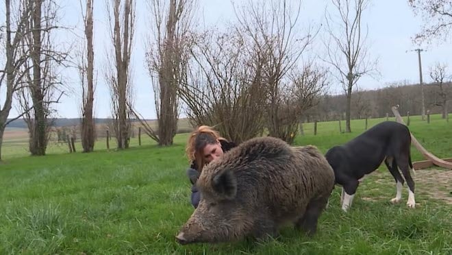 Le sanglier Rillette avec sa propriétaire