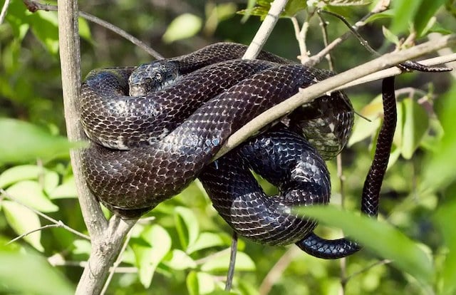 Un serpent-ratier enroulé autour d'une branche