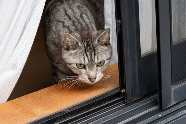 Gros plan sur un chat