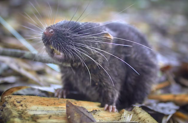 Une nouvelle espèce de souris découverte