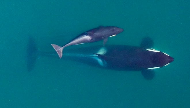 L'orque Tahlequah et son bébé J61