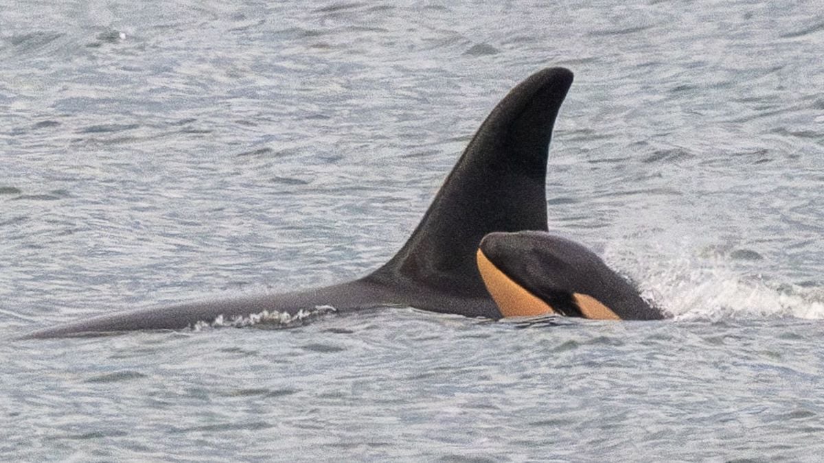 L'orque Tahlequah et son bébé J61