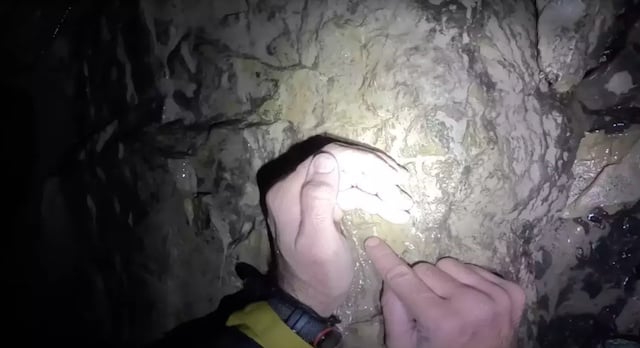 espèce découverte dans la grotte