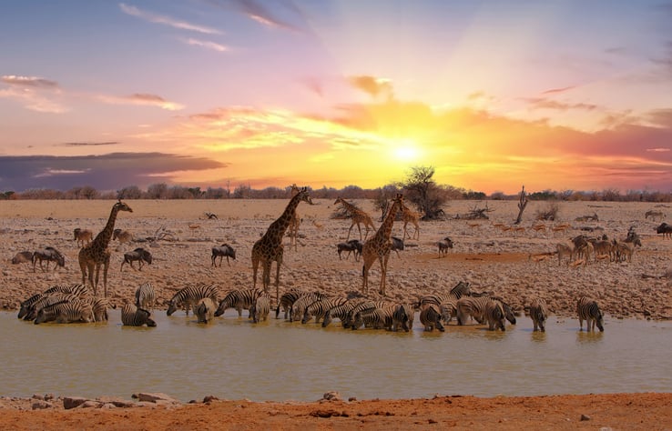 Des animaux sauvages dans la savane