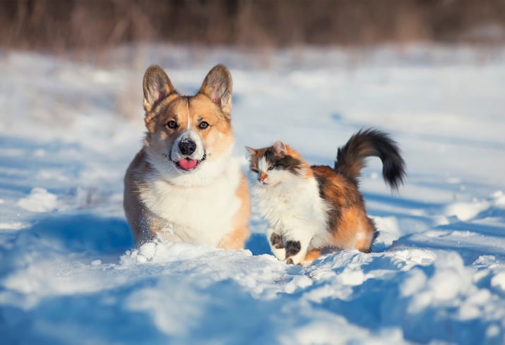 Un chien et chat dans la neige