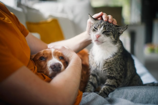 Un chien et chat avec leur propriétaire