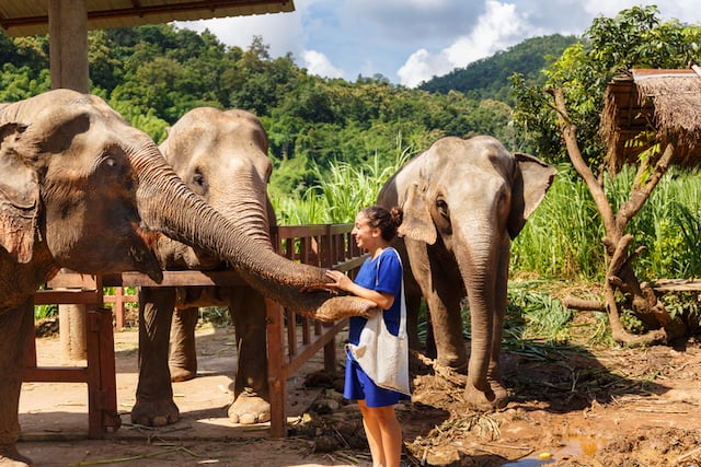 Une touriste en train de nourrir un éléphant