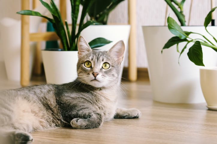 Un chaton allongé près de pots de plantes