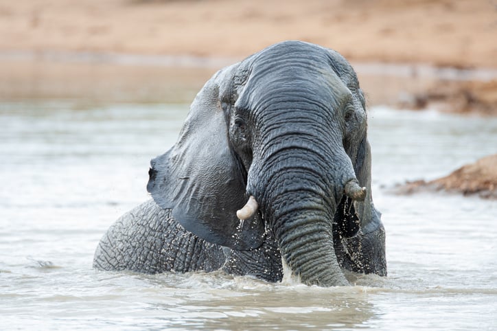 Un éléphant dans l'eau