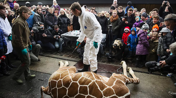 Marius, le girafon euthanasié au zoo de Copenhague