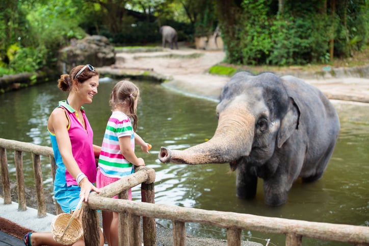 Un éléphanteau avec des visiteurs au zoo