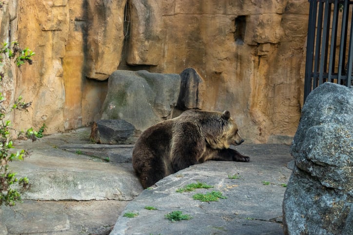 Un ours au zoo