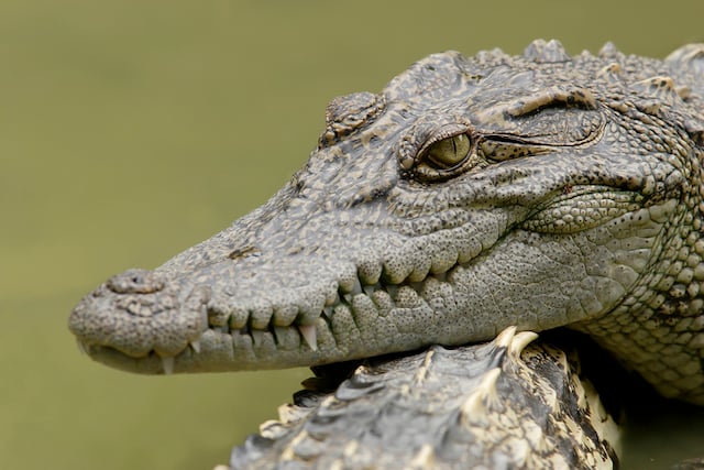 Un crocodile en Thaïlande 