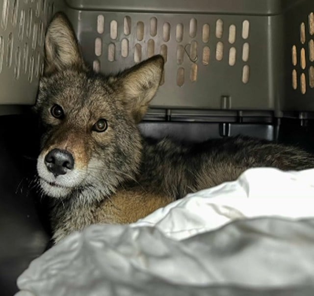 Le coyote retrouvé dans les rayons du supermarché 