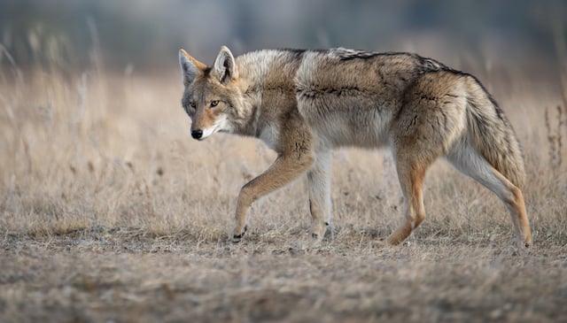 Un coyote photographié dans la nature