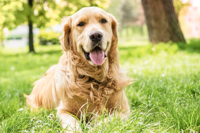 Un chien de race golden retriever 