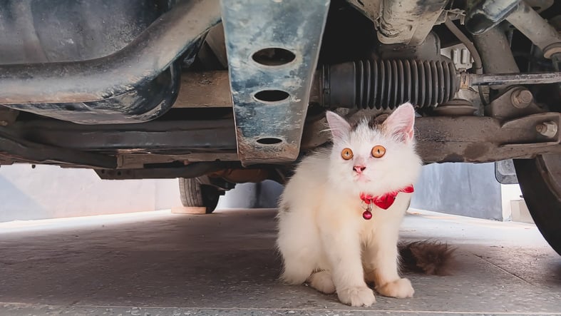 Un chat sous une voiture