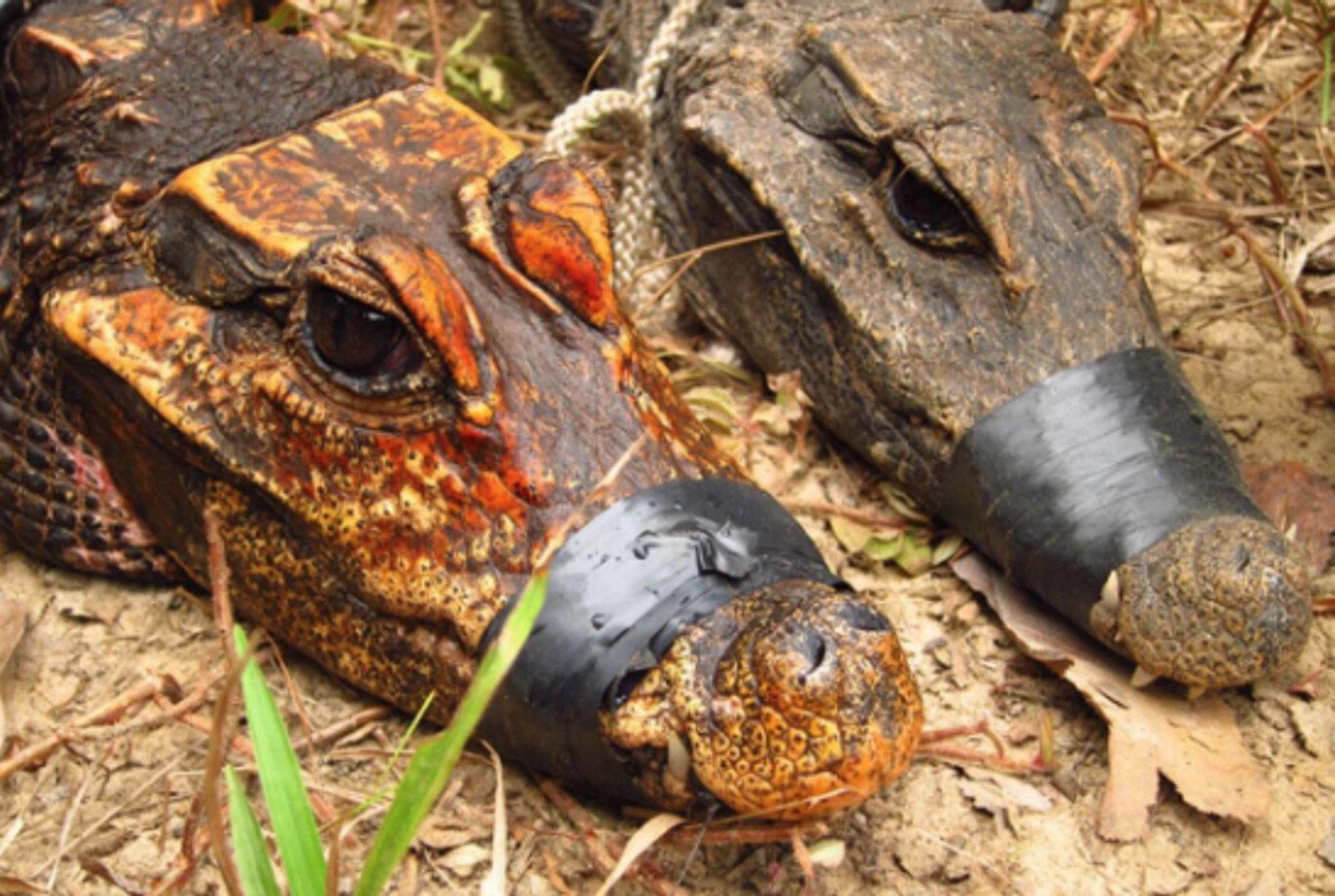 Un spécimen de crocodiles nains des cavernes