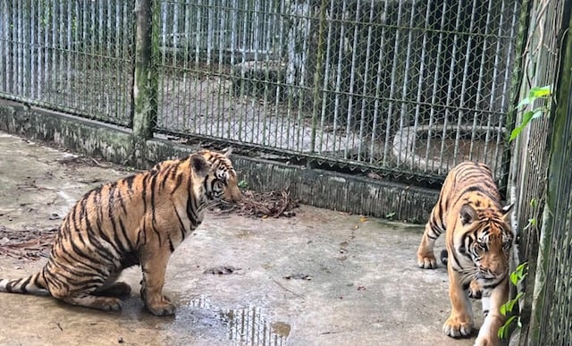 Deux tigres détenus dans le zoo de Phuket, en Thaïlande