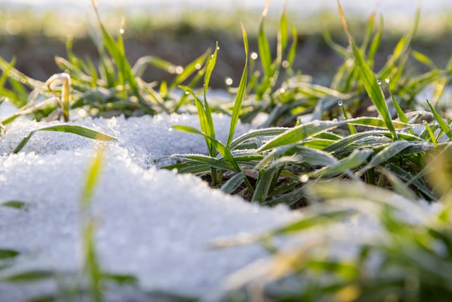 Herbe recouverte de neige