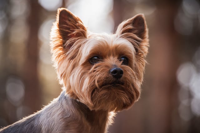 Portrait d'un chien de race yorkshire 