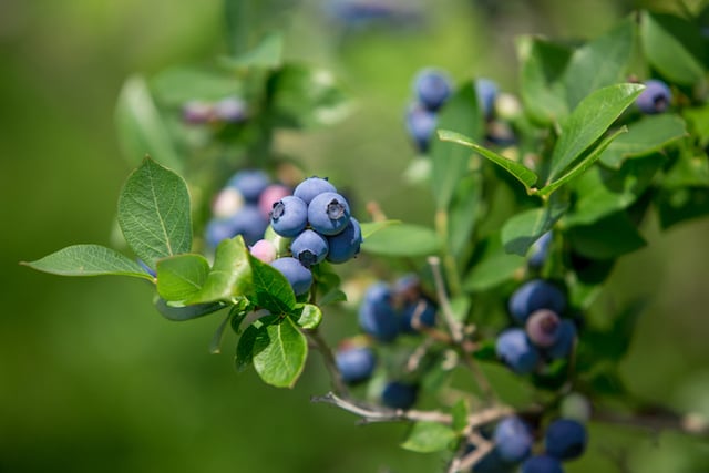 Gros plan sur une branche de myrtillier