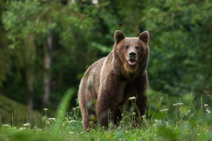 Un ours brun