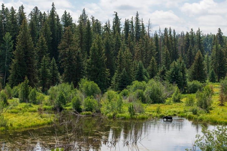 Une rivière près de la forêt