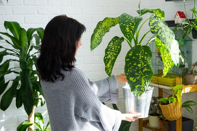 Une femme qui contemple sa plante d'intérieur 