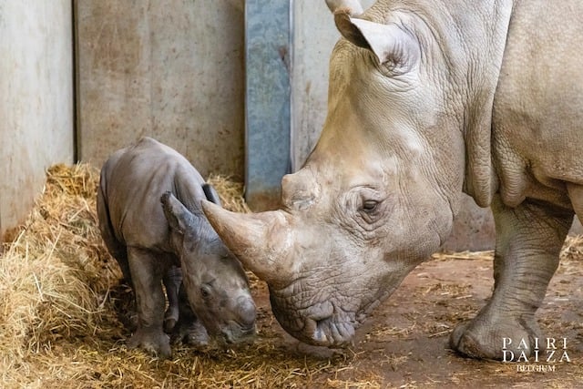 Le nouveau-né et sa maman Ellie