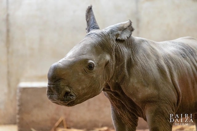 La petite femelle rhinocéros blanc du Sud née au zoo Pairi Daiza