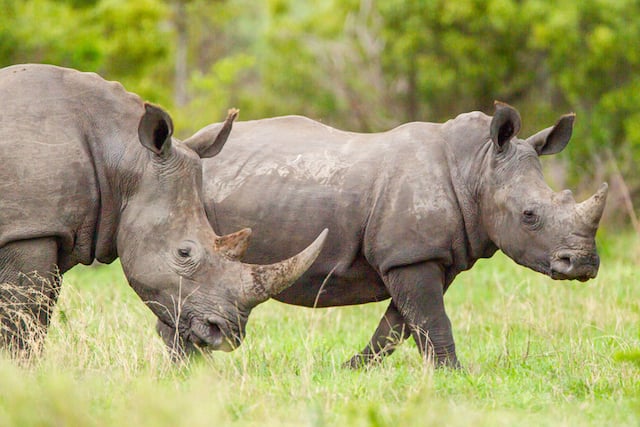 Deux rhinocéros blancs du Sud dans la savane 