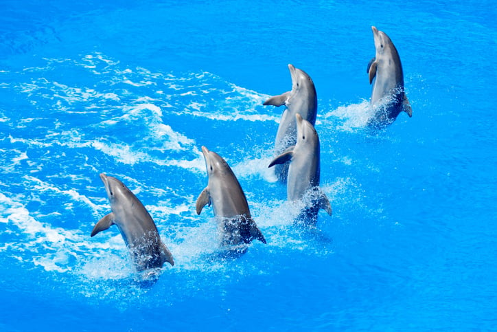 Des dauphins dans un bassin