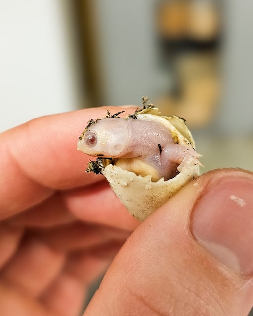 La tortue albinos qui a vu le jour dans la Ferme aux crocodiles de Pierrelatte (Drôme)