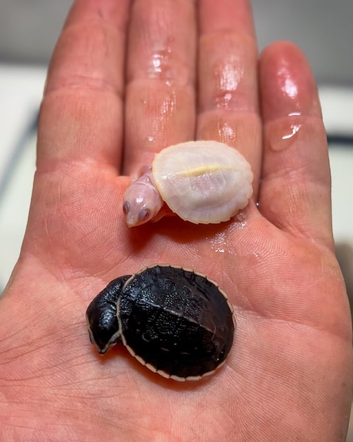 La tortue albinos qui a vu le jour dans la Ferme aux crocodiles de Pierrelatte (Drôme)