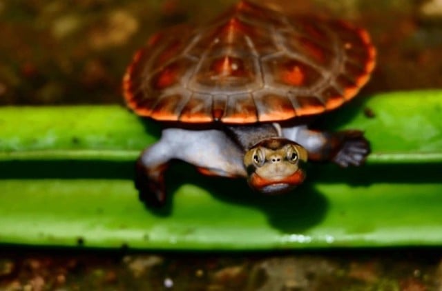 Tortue à ventre rouge 