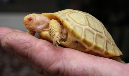 Tortue géante albinos 