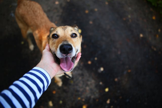 Une femme qui caresse un chien dans la rue