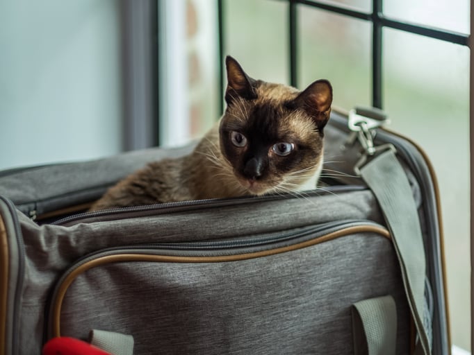 Un chat dans un sac