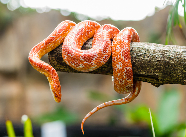 Le serpent des blés