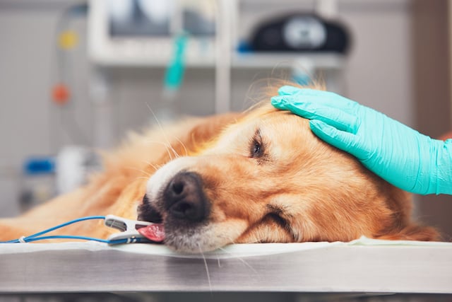 Un chien malade sur une table d'opération