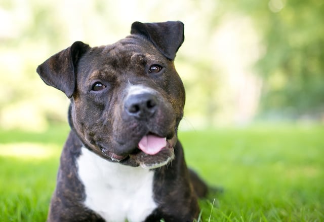 Staffordshire bull terrier