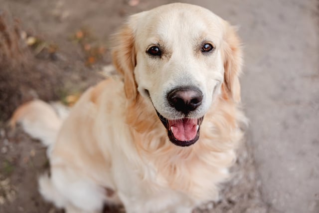 Golden Retriever