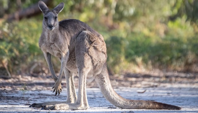 Un kangourou en Australie