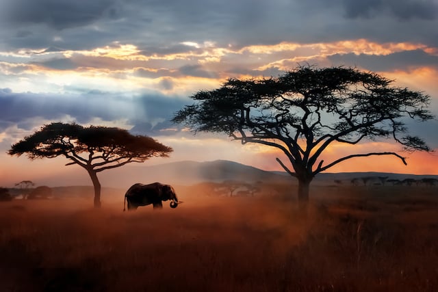 Parc national du Serengeti (Tanzanie)